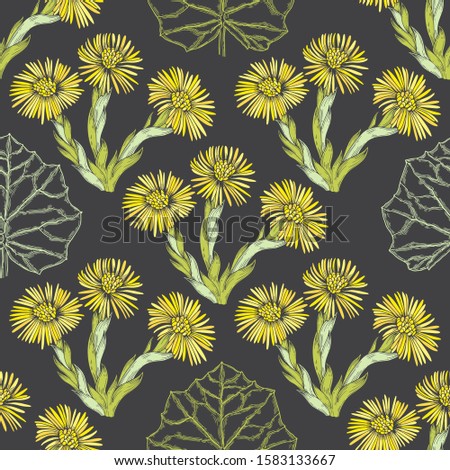 Coltsfoot. Seamless pattern with hand-drawn flowers on black background.  Vector illustration.