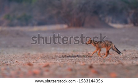 Side-striped jackals, Canis adustus, canid native to Africa. Male running on plain, side view, low angle, pink colorful light. Dry season. Safari in ManaPools, Zimbabwe.