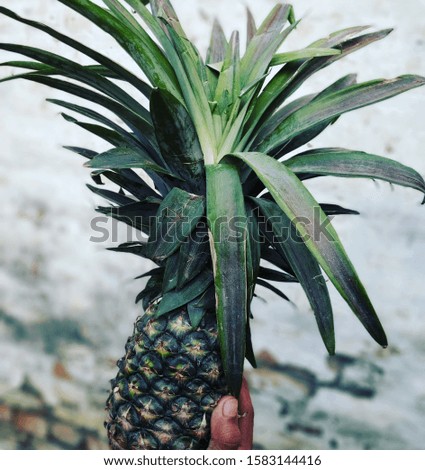 The beautiful pineapple fruit picture, holding in hand in the indian market