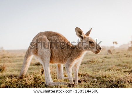 A closeup of a kangaroo in a dry grassy field with a blurred background