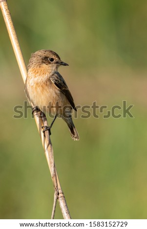 Female Pied Bushchat perching on grass stalk looking into a distance
