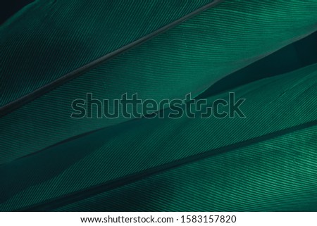 Close up Beautiful Green Bird feather on a dark background texture. Macro photography view. 
