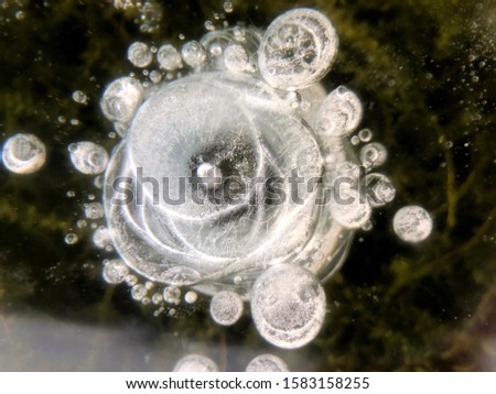 Frozen lake water with air bubbles in the form of abstract flowers, roses and other patterns in the ice. on the background of green algae and dark bottom. Drawing on ice frost formed. For design