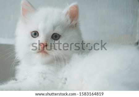 cute, lovely and adorable Maine coon mix domestic Long Hair white kitten photography.