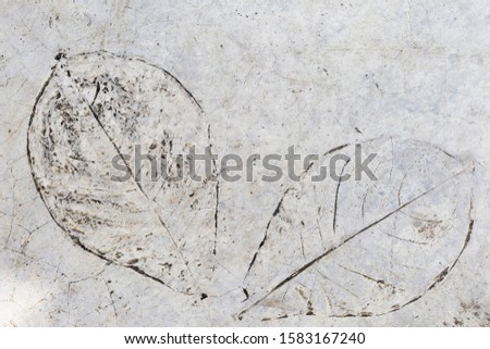 Leaf pattern on old cement floor background, outdoor day light, wall design idea