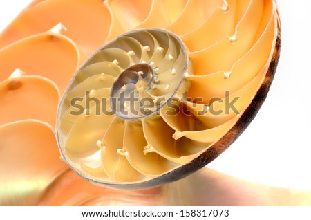 nautilus shell isolated on white background