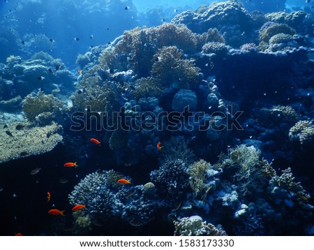 Shark Reef in Ras Muhammad National Park - Egypt : School of bright red anthias fish above coral reef in Red Sea