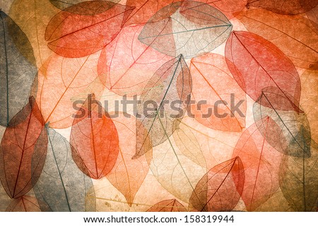 Abstract autumn background. Beautiful leaves texture