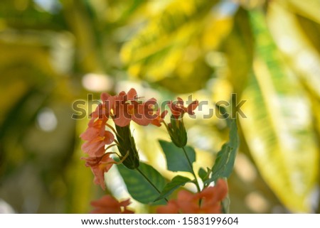 Crossandra infundibuliformis flower in a garden with an yellow background. 
