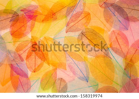 Abstract autumn background. Beautiful leaves texture