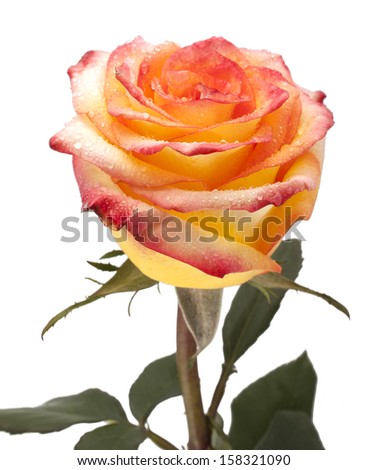 Rose, isolated on a white background