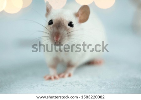 2020 year rat. Rat with cookies. Animal rat. 