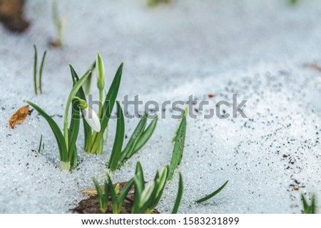 White bud blooming snowdrop folded or Galanthus plicatus surrounded snow in the forest. Easter picture with copy space.