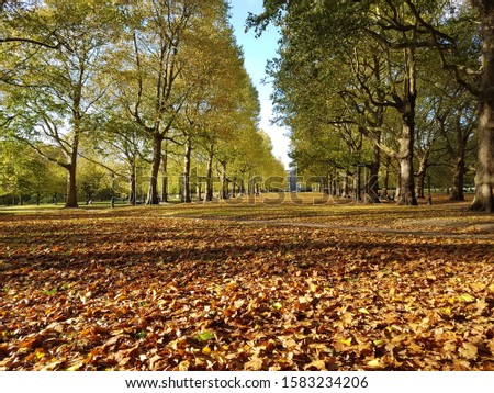 Pictures of orange, red and yellow leaves fallen on the park during autumn (fall)