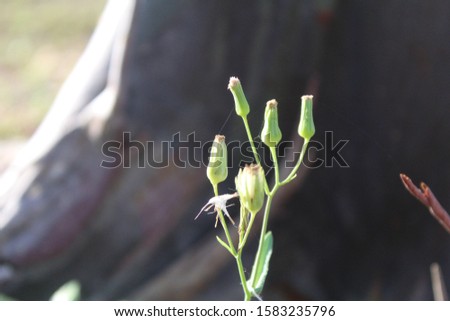flower buds of small plants exposed to sunlight