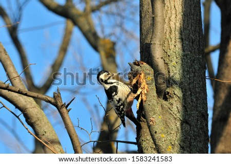 White-backed woodpecker, female. The white-backed woodpecker is a forest bird of the woodpeckers family, the largest species of the genus Dendrocopos.