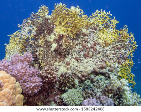 Hard Coral Reef in the Red Sea