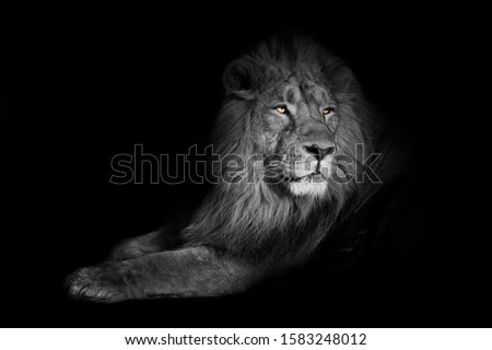 bright yellow glowing eyes, discolored body on a black background. A powerful lion male with a chic mane consecrated by the sun. Royalty-Free Stock Photo #1583248012