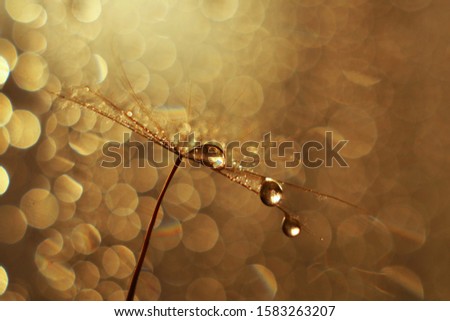  Abstract seeds dandelion flower background. Abstract Macro Photography. Art photography. Soft focus. 