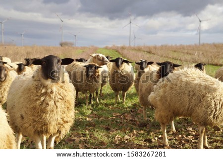 sheep weed control. Grazing Animals as Weed Control Agents. Grazing Sheep Herd in plantation of aronia shrubs and wind turbines background. Aronia chokeberries growing. Agricultural Marketing pictures