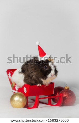 Little guinea pig on red sled 