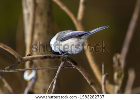 Little bird on a branch in the woods. titmouse on a branch