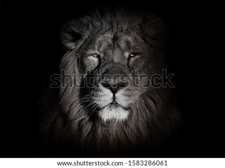 bright orange eyes, bleached face lion portrait on a black background. Full-face portrait - chic hair. A powerful lion male with a chic mane consecrated by the sun. Royalty-Free Stock Photo #1583286061