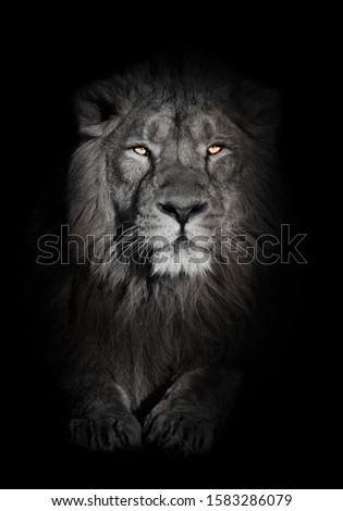 bright orange eyes, bleached face lion portrait on a black background. looks inquiringly. A powerful lion male with a chic mane consecrated by the sun. Royalty-Free Stock Photo #1583286079