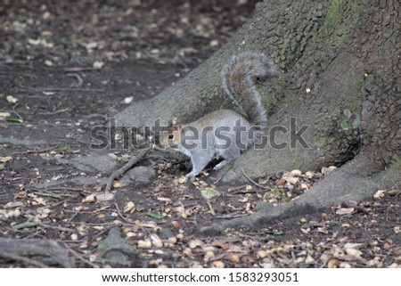 Squirrel on the tree in park