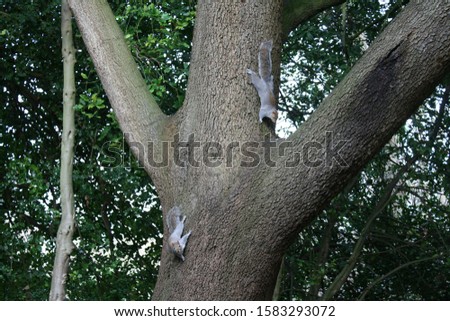 Squirrel on the tree in park