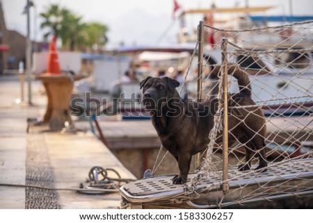 Summer day, yacht pier, a medium-sized dark brown dog stands at the stern of the yacht, looks at you. Vertical frame.