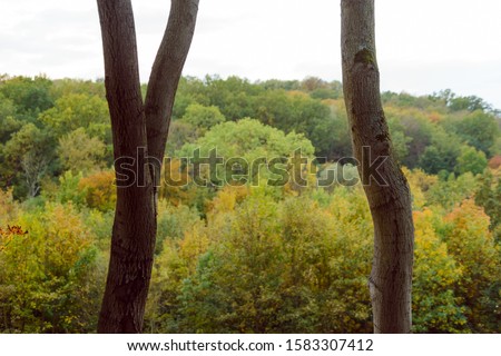 Autumn Landscape. Colorful trees in the woods.