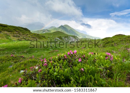 Alpine meadow in beautiful Rodna mountains, Romania, Europe Royalty-Free Stock Photo #1583311867