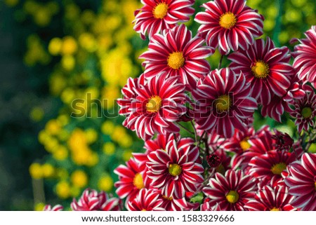 Beautiful red chrysanthemums close up in autumn Sunny day in the garden. Autumn flowers. Flower head