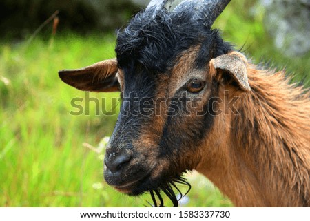Wild Goat close-up picture Picos de Europa Asturias Spain
