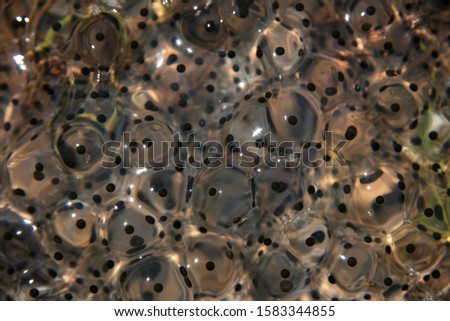 Macro photo of Frogs' eggs frogspawn in a pool Royalty-Free Stock Photo #1583344855