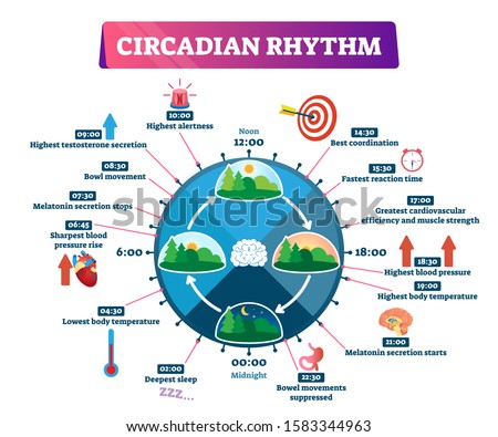 Circadian rhythm vector illustration. Labeled educational day cycle scheme. Daily human body inner regulation schedule. Natural sleep-wake biological process explanation and chronobiology infographic. Royalty-Free Stock Photo #1583344963