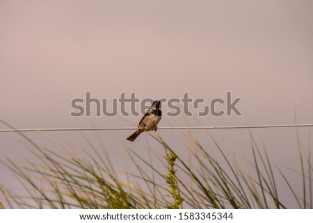 Photo Picture Scenic photography landscape European natural countryside and sparrow bird