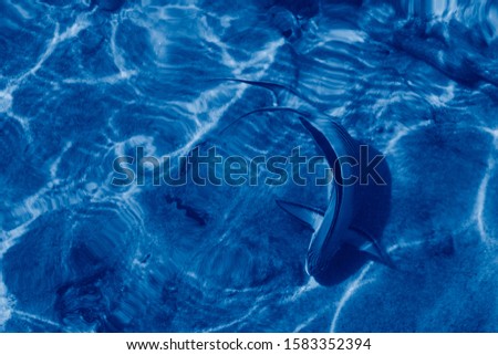 Tropical reef fish toned in trendy pantone Classic Blue color of the Year 2020