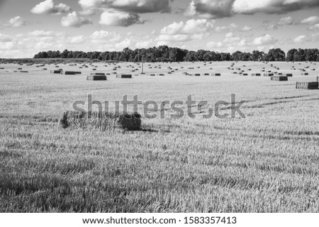 Black and white picture of bales of straw on the field after harvest