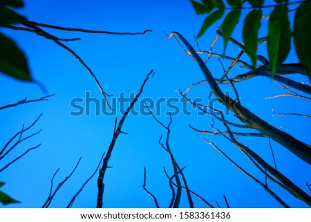 Narrow dry tree trunks at dusk, silhouettes in a beautiful picture that scares.