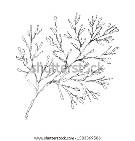 Hand drawn Christmas plants. pine branch isolated on white background. Xmas greenery. New Year greeting card in modern line art style. Winter seasonal greetings, party, celebration.