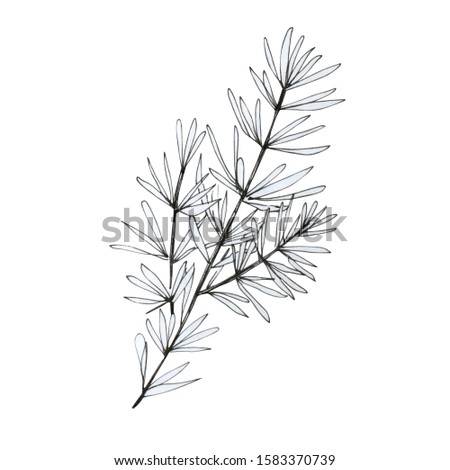 Hand drawn Christmas plants. pine branch isolated on white background. Xmas greenery. New Year greeting card in modern line art style. Winter seasonal greetings, party, celebration.