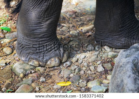 The legs of an elephant. Close-up. Koh Chang island.