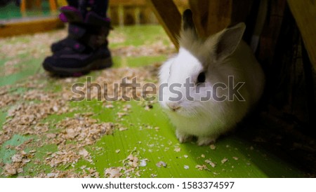 cute home bunny rabbit in the petting zoo