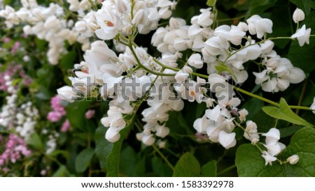 White flowers and bees image