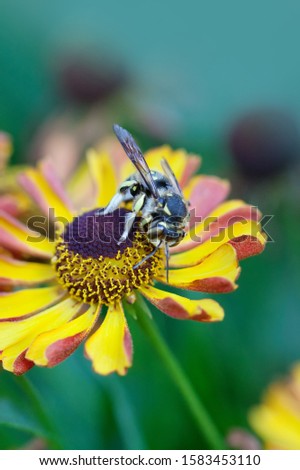 Giant striped wasp chrysanthemum flower. Macro view insect searching honey nectar. Shallow depth of field, selective focus photo
