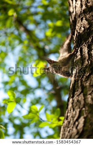 Squirrel jumping on tree branches in spring 
