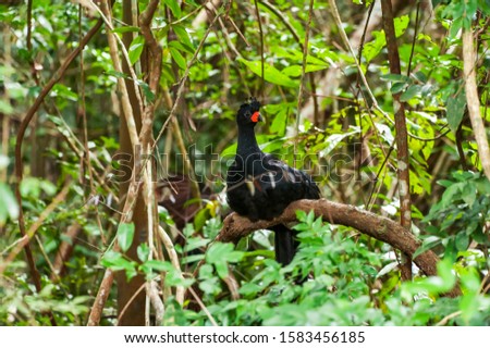 Bird photographed in Linhares, Espirito Santo. Southeast of Brazil. Atlantic Forest Biome. Picture made in 2014.