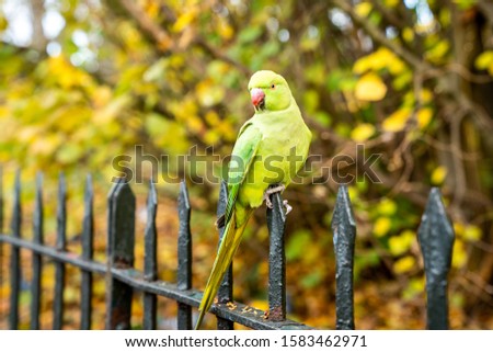 Beautiful green parrots flying in London parks. Really friendly and sit on humans. Life in London.